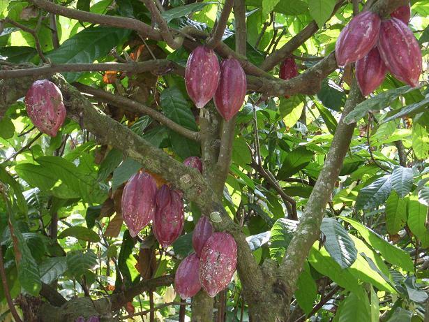 Cocoa that grows on the cacao tree