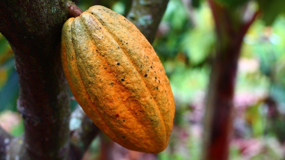 How do you cut cocoa pods
