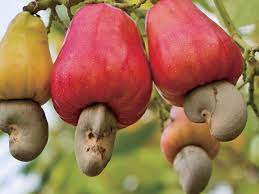 Raw cashews