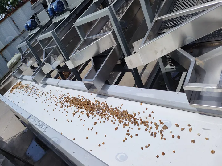 Fully Automatic Hulled Almond Processing Line 14 Collecting conveyor