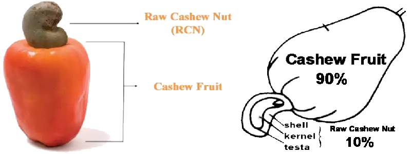 cashew structure