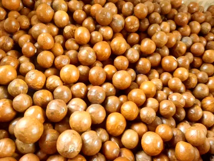 Линия производства покрытых орехов 100–500 кг/ч | Оборудование для покрытия орехов 9 In-shell macadamia nuts