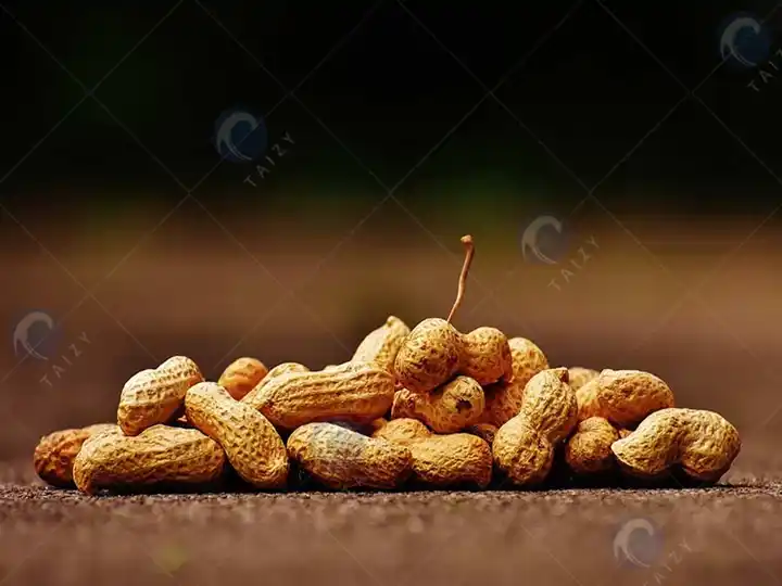 Peanut Shelling Machine In The United States 1 Peanut