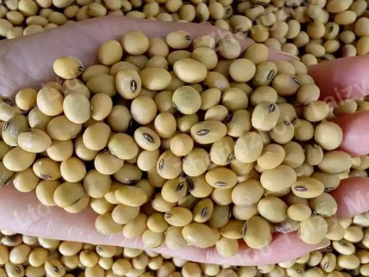 Shelled soybeans