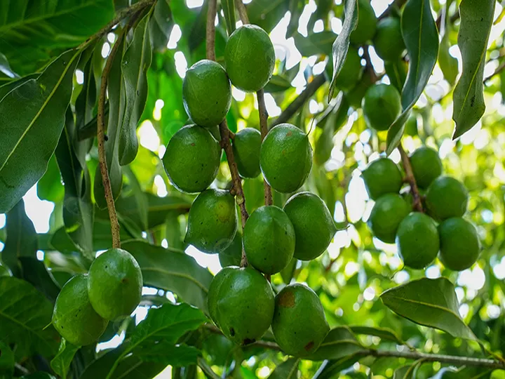 Macadamia nut
