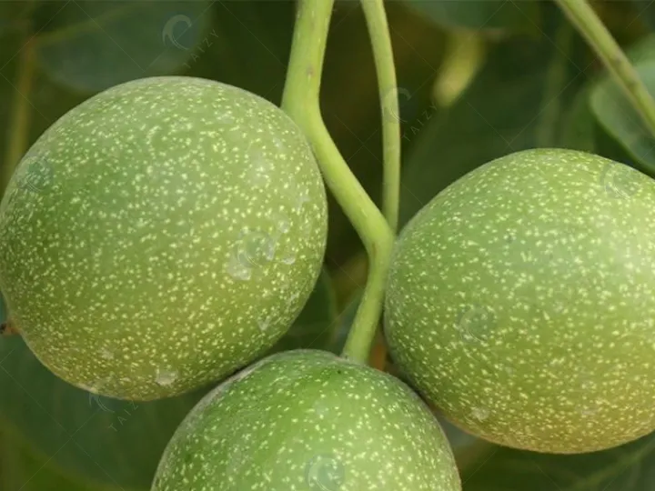 How To Choose The Right Walnut Green Husk Peeling Machine? 1 Fresh walnuts with green husks