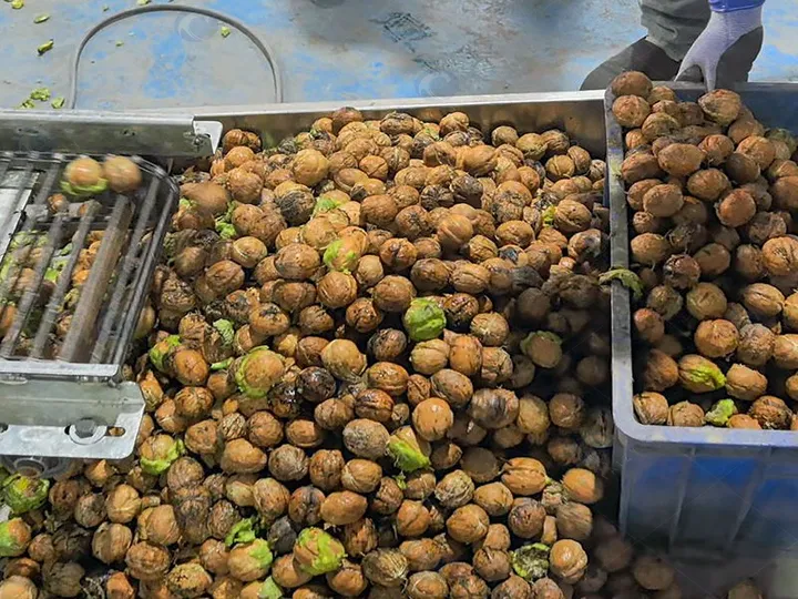 Walnut Green Husk Peeling Machine | Industrial Dry-Process Walnut Dehusker 5 Peeled walnuts outlet of walnut green husk peeling machine