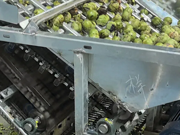 Walnut Green Husk Peeling Machine | Industrial Dry-Process Walnut Dehusker 6 Walnut green husk peeling machine working principle